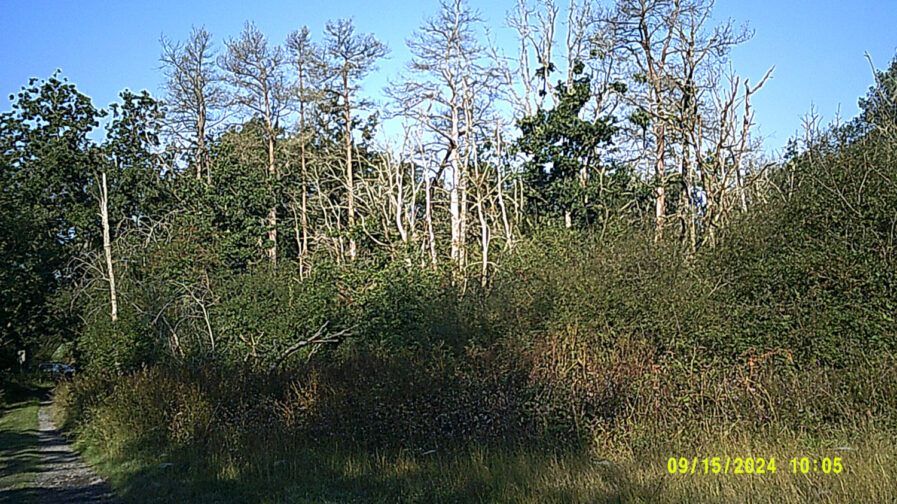 La Famenne et ses forêts d'arbres morts